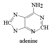 adenine structural model