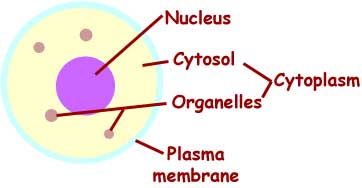 basic cell plan