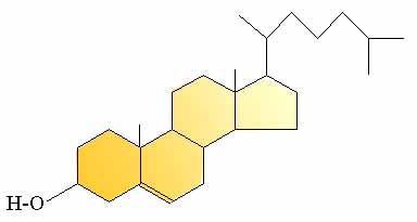cholesterol structural model