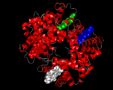 Hemoglobin quaternary protein (tetramer)