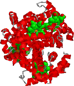 hemoglobin beta chain (tertiary protein)