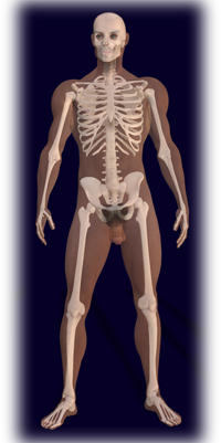 Male Human Skeleton