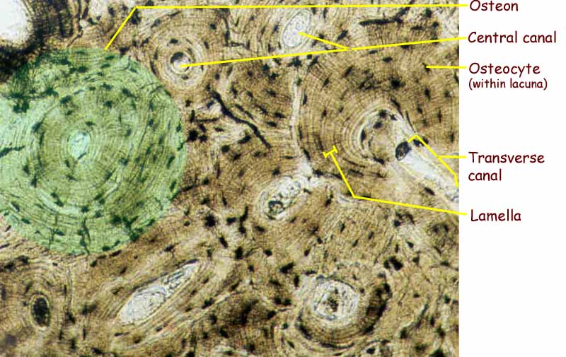 Spongy Bone Microscope