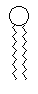 phospholipid simple model