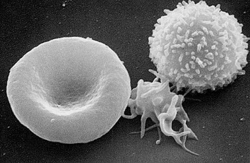 blood cells SEM