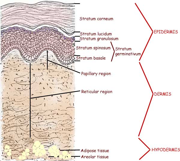  anatomical order of any/all layers of the skin and associated structures 