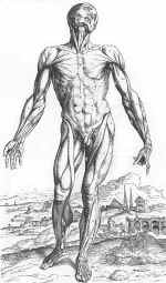 Vesalius's muscular body