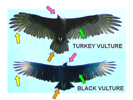 vulture field mark photos