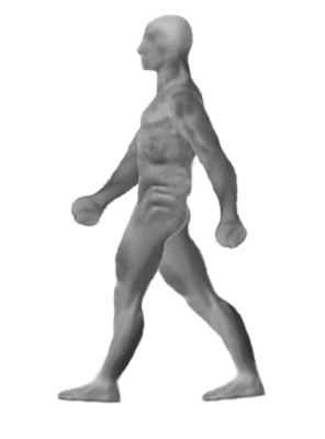 walk cycle image