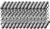 phospholipid bilayer