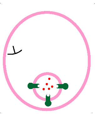 endocytosis animation