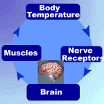 feedback body