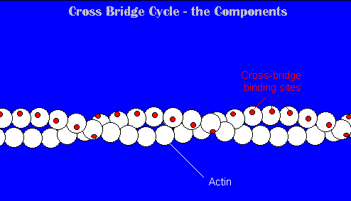 sequence of events in muscle fiber contraction