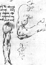 Muscle from Leonardo da Vinci's notebook