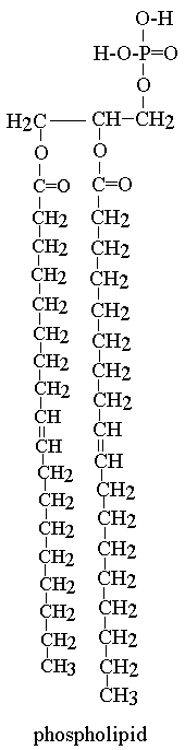 phospholipid structural model
