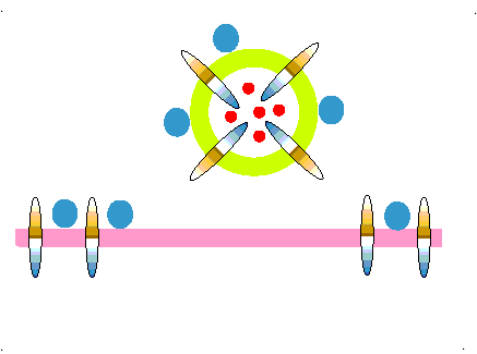 exocytosis animation