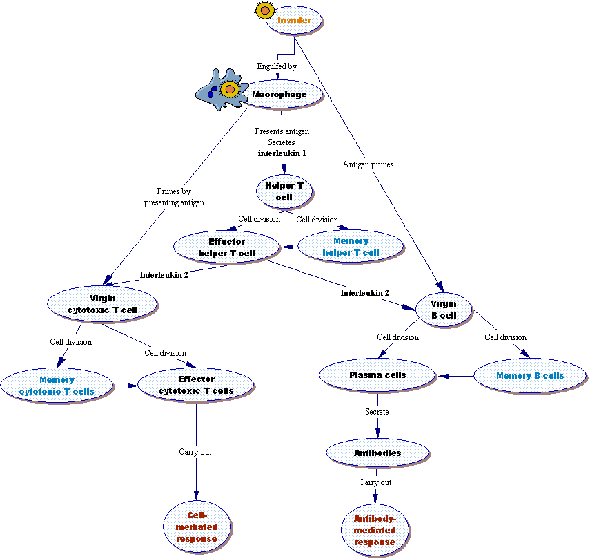 Concept map of cell