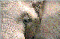 elepheye.gif (109677 bytes)