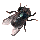 fly