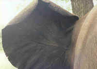 back of elephant ear