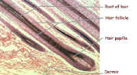 hair folicle