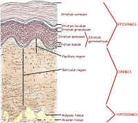 skin layers