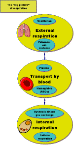 respiration flow chart