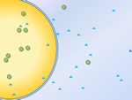 membrane transport slide