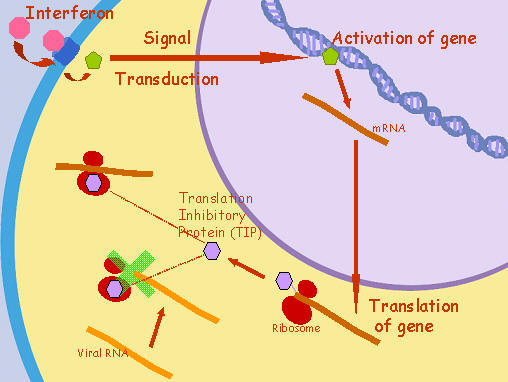 interferon action