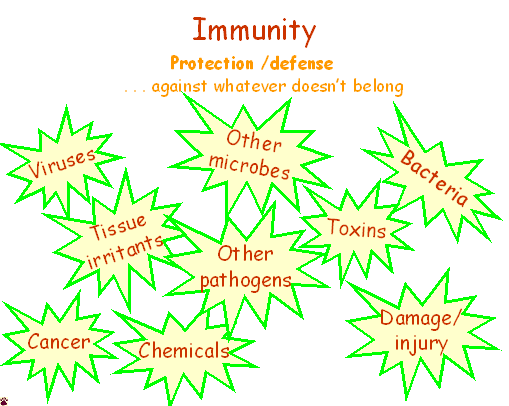 immunity overview
