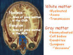 white and gray matter
