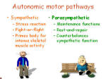 autonomic pathways