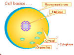 cell basics