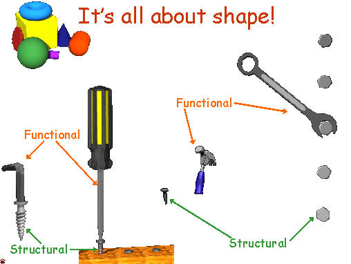 Shape