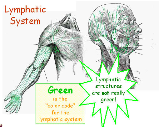 lymphatic color code