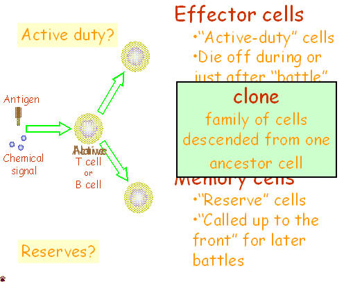 immune cell activation