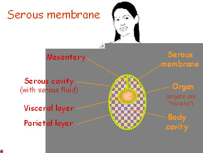 serous membrane layers