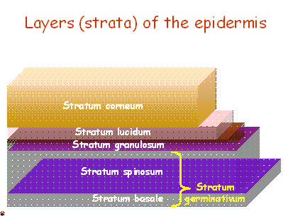 epidermal layers
