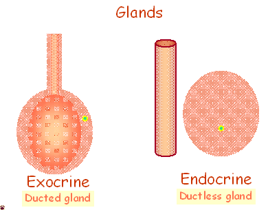 types of glands